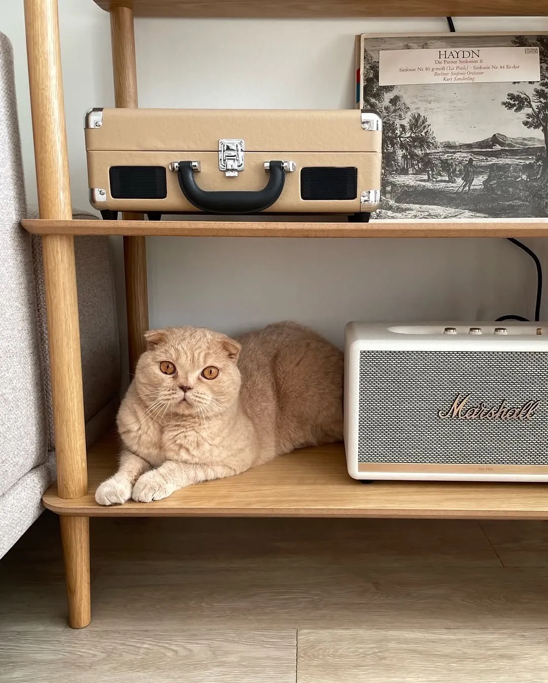 Говорят, что фото с котиками набирают больше лайков 🐾